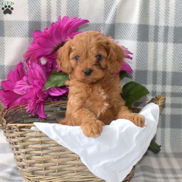 Rainbow, Cavapoo Puppy