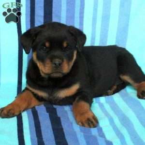 a Rottweiler puppy named Ramona