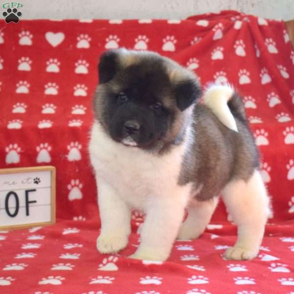 Ranger, Akita Puppy
