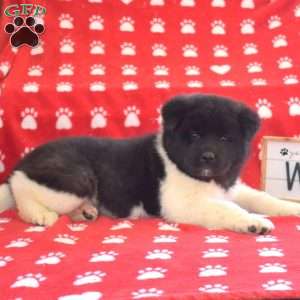 Raven, Akita Puppy