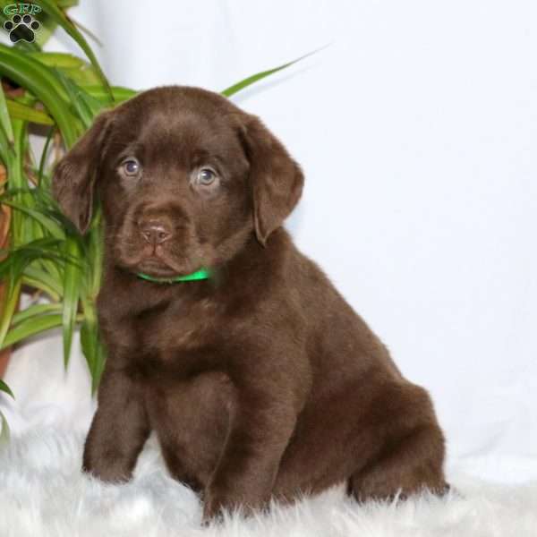 Rayna, Chocolate Labrador Retriever Puppy
