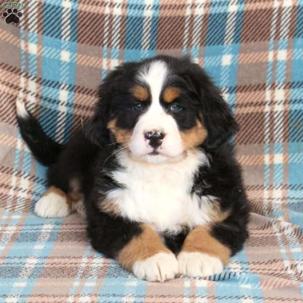Reba, Bernese Mountain Dog Puppy