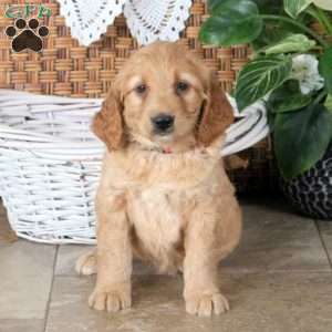 Reba, Mini Goldendoodle Puppy