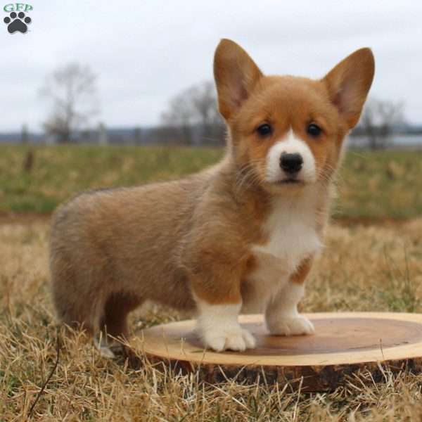 Regan, Pembroke Welsh Corgi Puppy