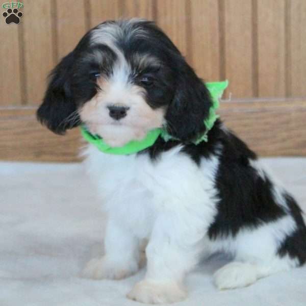 Remy, Cavachon Puppy