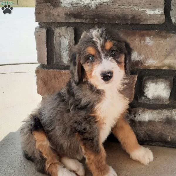 Charlee, Bernedoodle Puppy