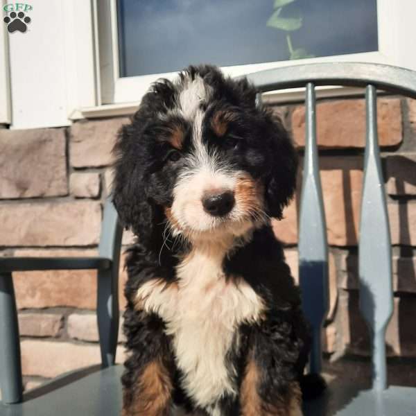 Harlow, Bernedoodle Puppy