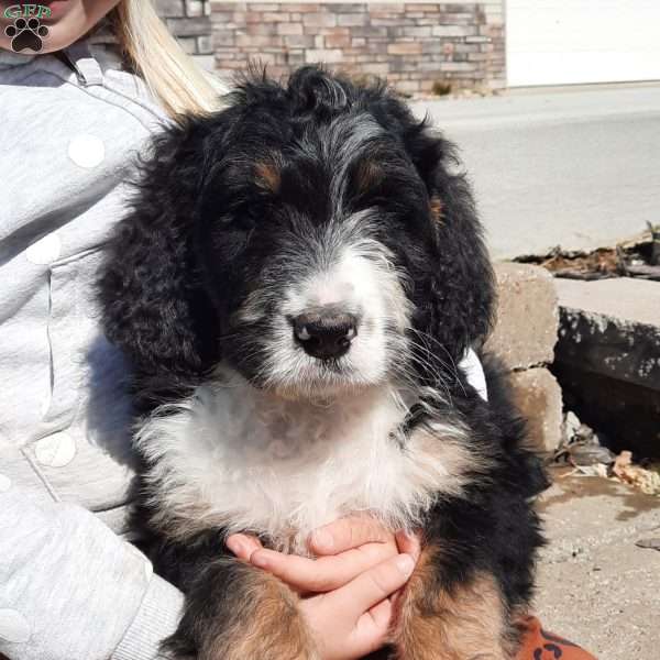 Rocky, Bernedoodle Puppy