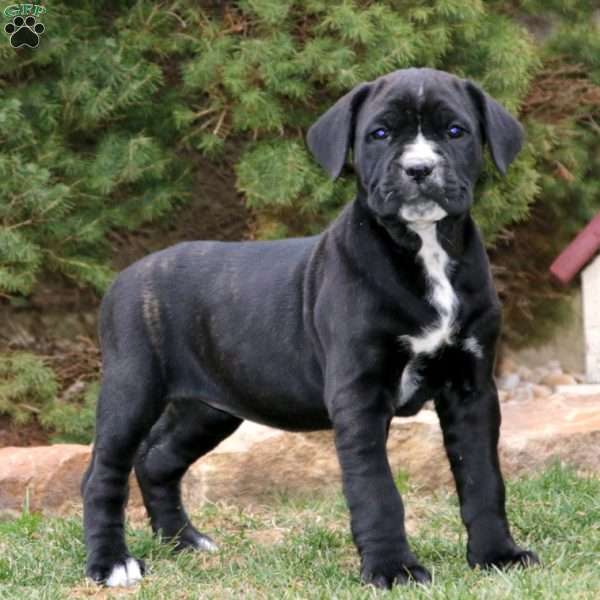 Rianna, Cane Corso Puppy