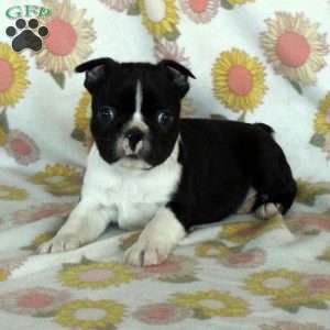 Boston Terrier Puppies For Sale - Greenfield Puppies