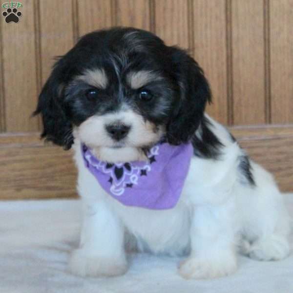 Riley, Cavachon Puppy