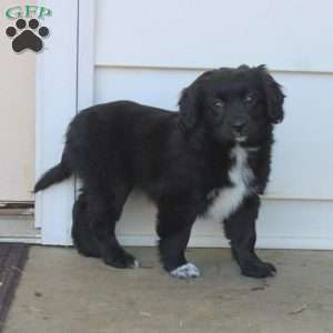 Riley, Cocker Spaniel Mix Puppy