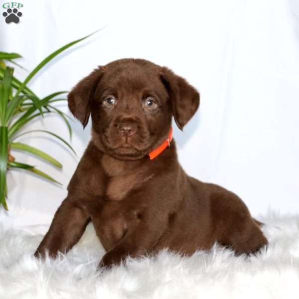 Riley, Chocolate Labrador Retriever Puppy