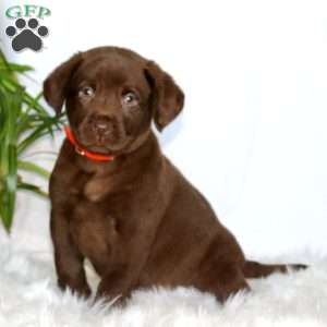 Riley, Chocolate Labrador Retriever Puppy