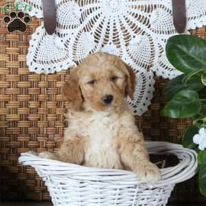 Ringo, Mini Goldendoodle Puppy