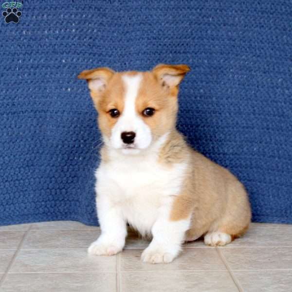 Rolland, Pembroke Welsh Corgi Puppy