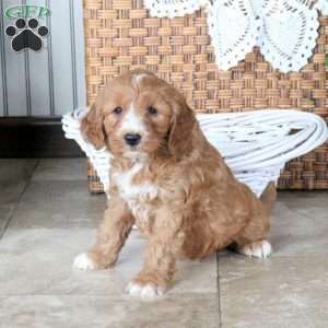 Roman, Mini Goldendoodle Puppy