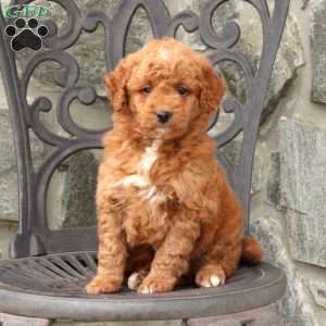 Ron, Mini Goldendoodle Puppy