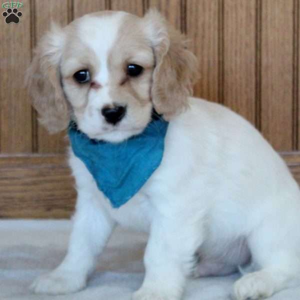 Roscoe, Cavachon Puppy