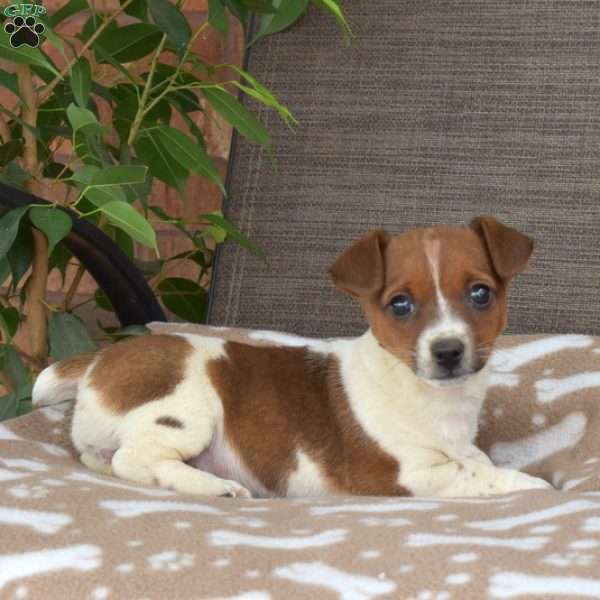 Rose, Jack Russell Terrier Puppy