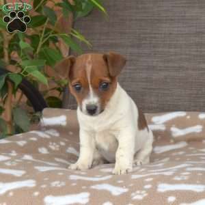 Rose, Jack Russell Terrier Puppy