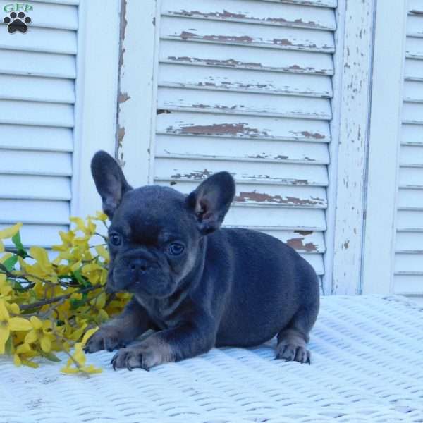 Rosie, French Bulldog Puppy