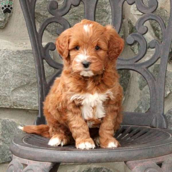 Ross, Mini Goldendoodle Puppy