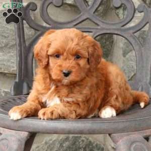 Roxie, Mini Goldendoodle Puppy