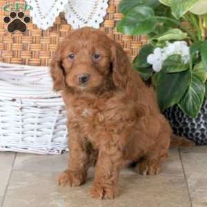Ruby, Mini Goldendoodle Puppy