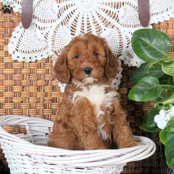 Rusty, Mini Goldendoodle Puppy