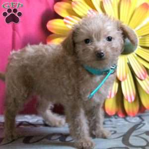 Poodle Mix Puppies Sale | Greenfield Puppies