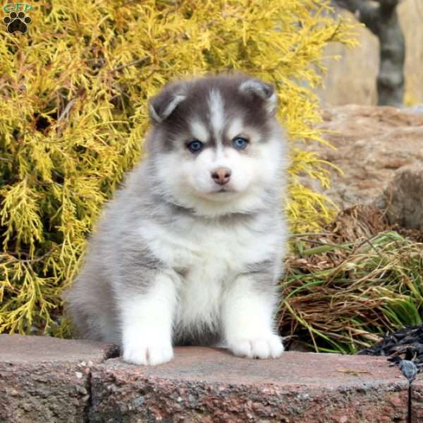 Sage, Pomsky Puppy