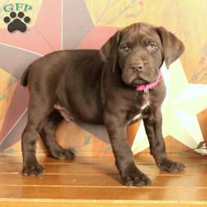Sam, German Shorthaired Pointer Puppy