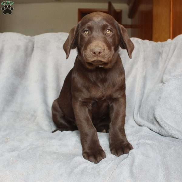 Sammy, Chocolate Labrador Retriever Puppy
