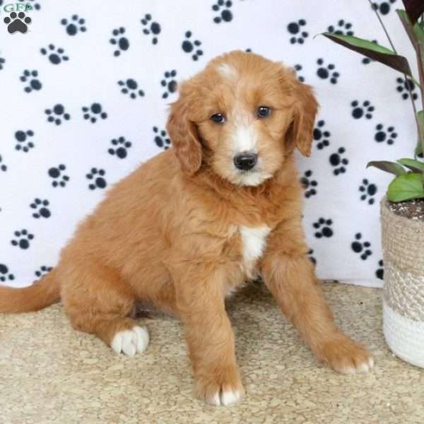 Sandy, Mini Goldendoodle Puppy