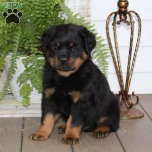 a Rottweiler puppy named Sarge