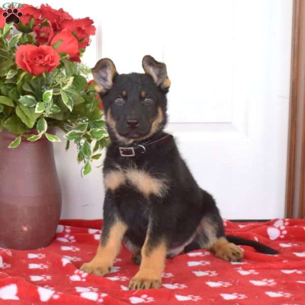 Sarge, German Shepherd Puppy