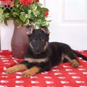 Sarge, German Shepherd Puppy