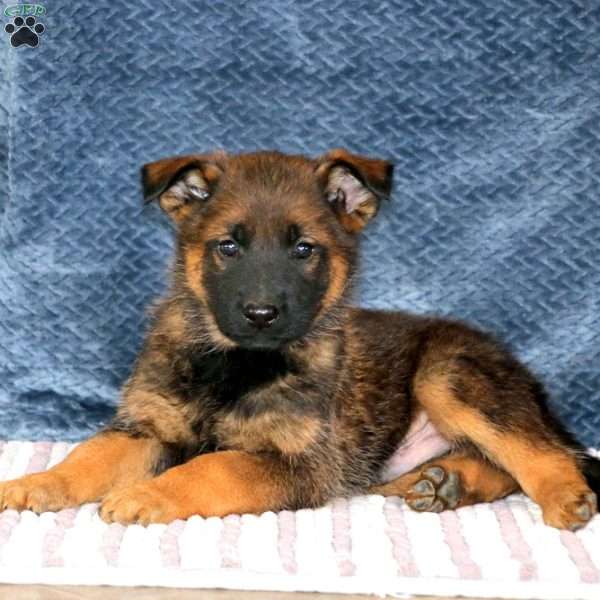Sarge, Belgian Malinois Mix Puppy