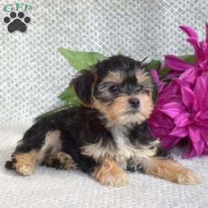 Sassy, Morkie / Yorktese Puppy