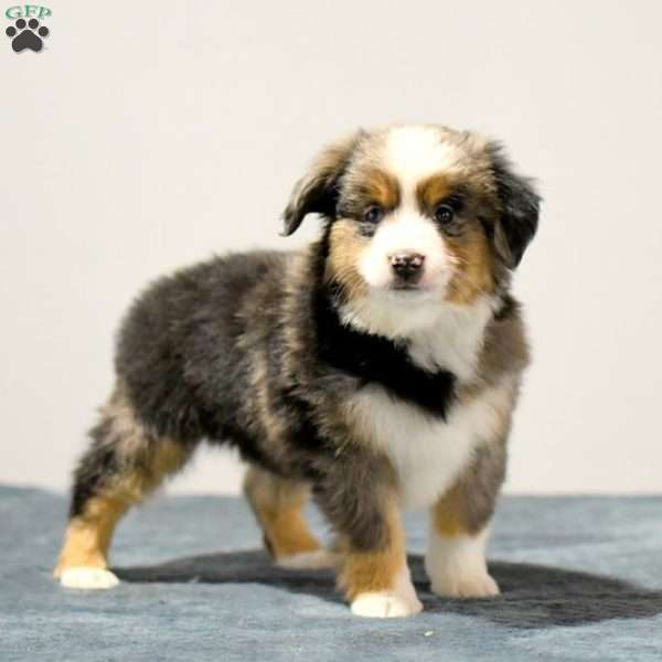 Sawyer, Miniature Australian Shepherd Puppy