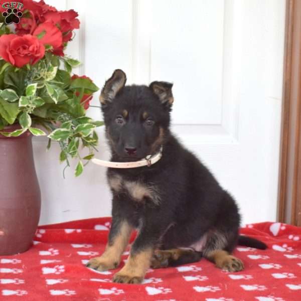 Scarlett, German Shepherd Puppy