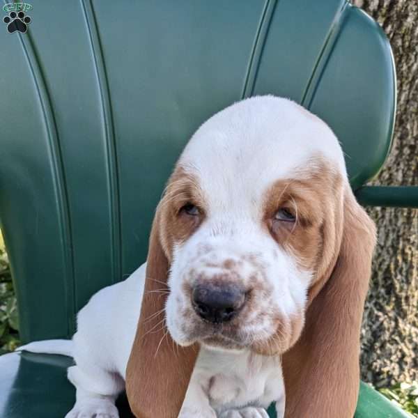 Scott, Basset Hound Puppy