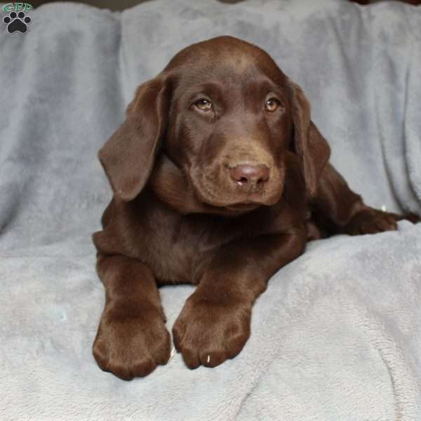 Scout, Chocolate Labrador Retriever Puppy
