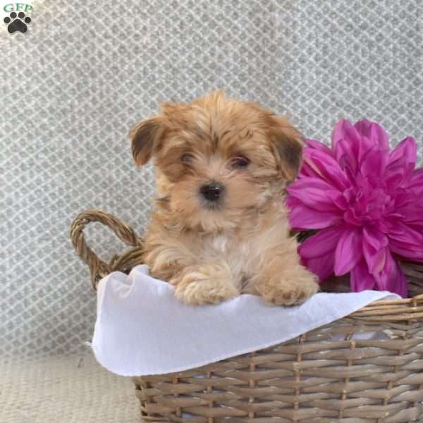 Scout, Morkie / Yorktese Puppy