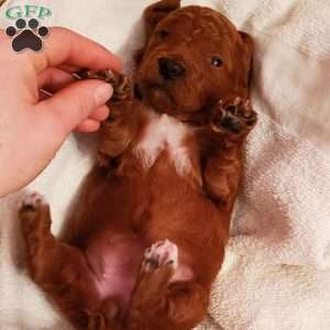 Blossom -F1B, Mini Goldendoodle Puppy