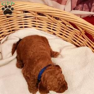 Blaze – F1B, Mini Goldendoodle Puppy