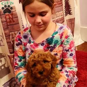 Blaze – F1B, Mini Goldendoodle Puppy