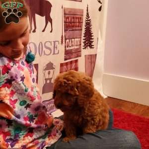 Blaze – F1B, Mini Goldendoodle Puppy