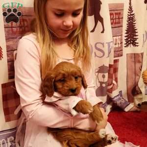 Sunset – F1B, Mini Goldendoodle Puppy